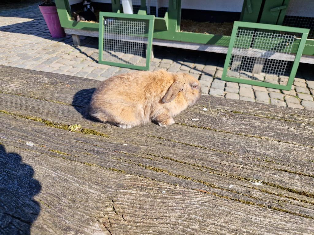 Twee mooie konijnen (hangoor), Vrouwelijk, Hangoor