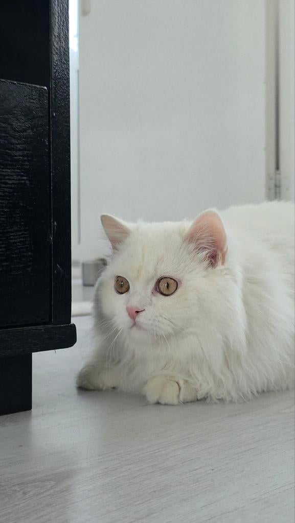 Britse Langhaar kitten zoekt forever gouden mandje!, Dieren en Toebehoren, Katten en Kittens | Raskatten | Langhaar, Kater, Ingeënt