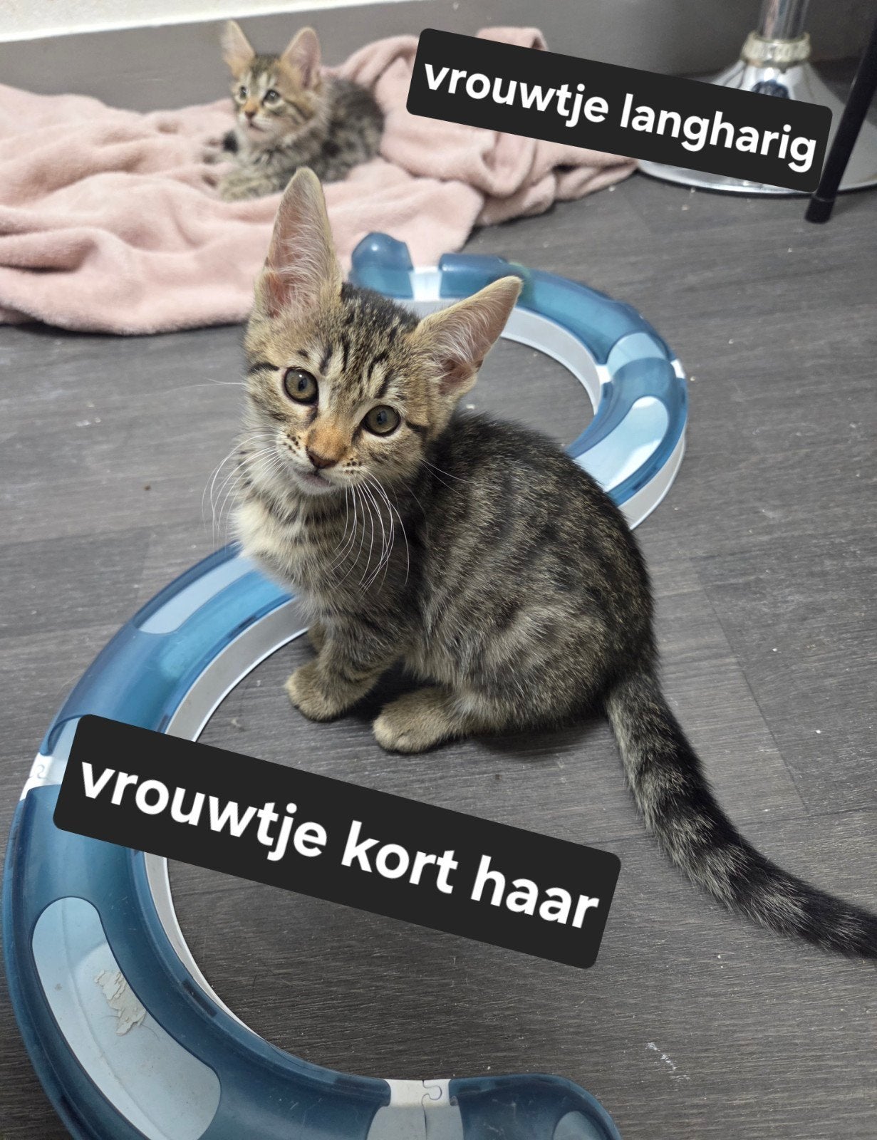 laatste mooie lieve  kitten kruising bengaal x maincoon, Meerdere dieren, Ontwormd