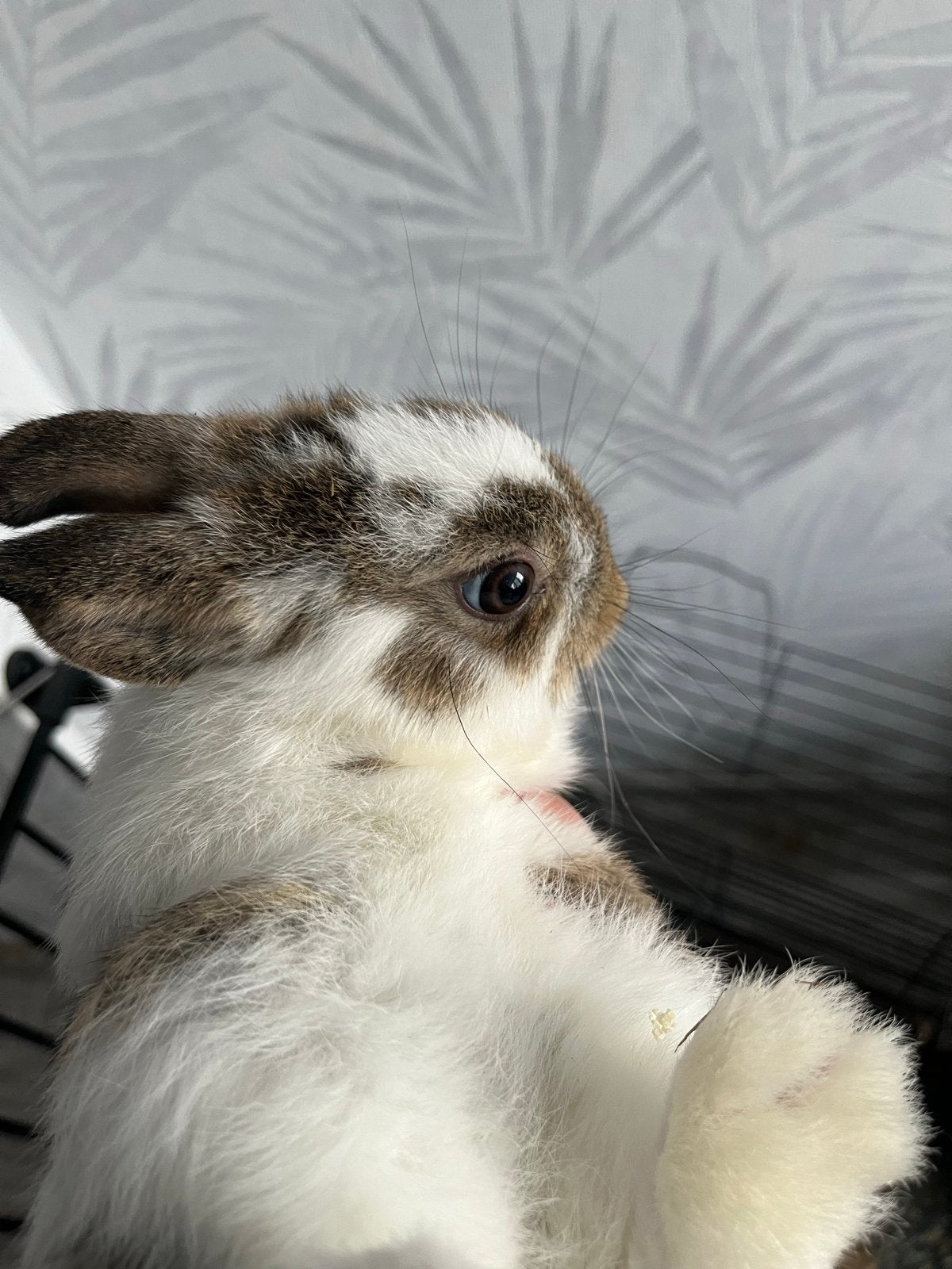 2 maand oud ram konijn met kooi te koop, Mannelijk