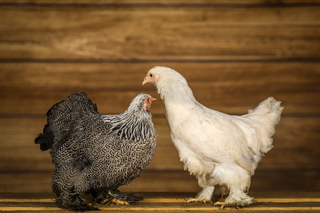 Brahma krielkippen | Mooie kippen | Goede leggers, Dieren en Toebehoren, Pluimvee, Vrouwelijk, Kip