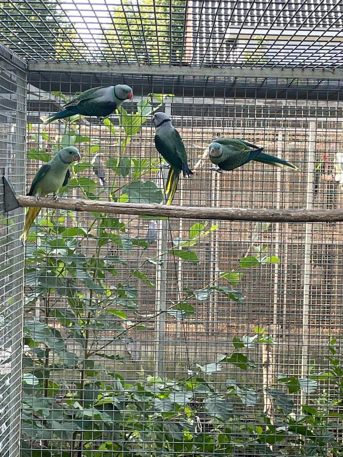 2-2 malabar parkieten., Meerdere dieren, Parkiet