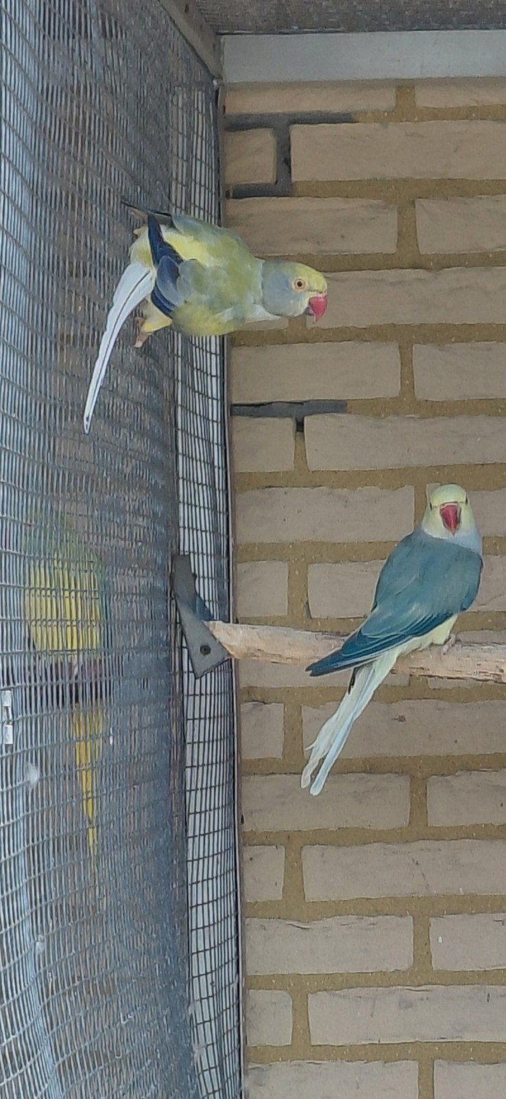 aqua cobalt bl st/ opaline x violet turq opal bl st, Dieren en Toebehoren, Vogels | Parkieten en Papegaaien, Meerdere dieren, Parkiet
