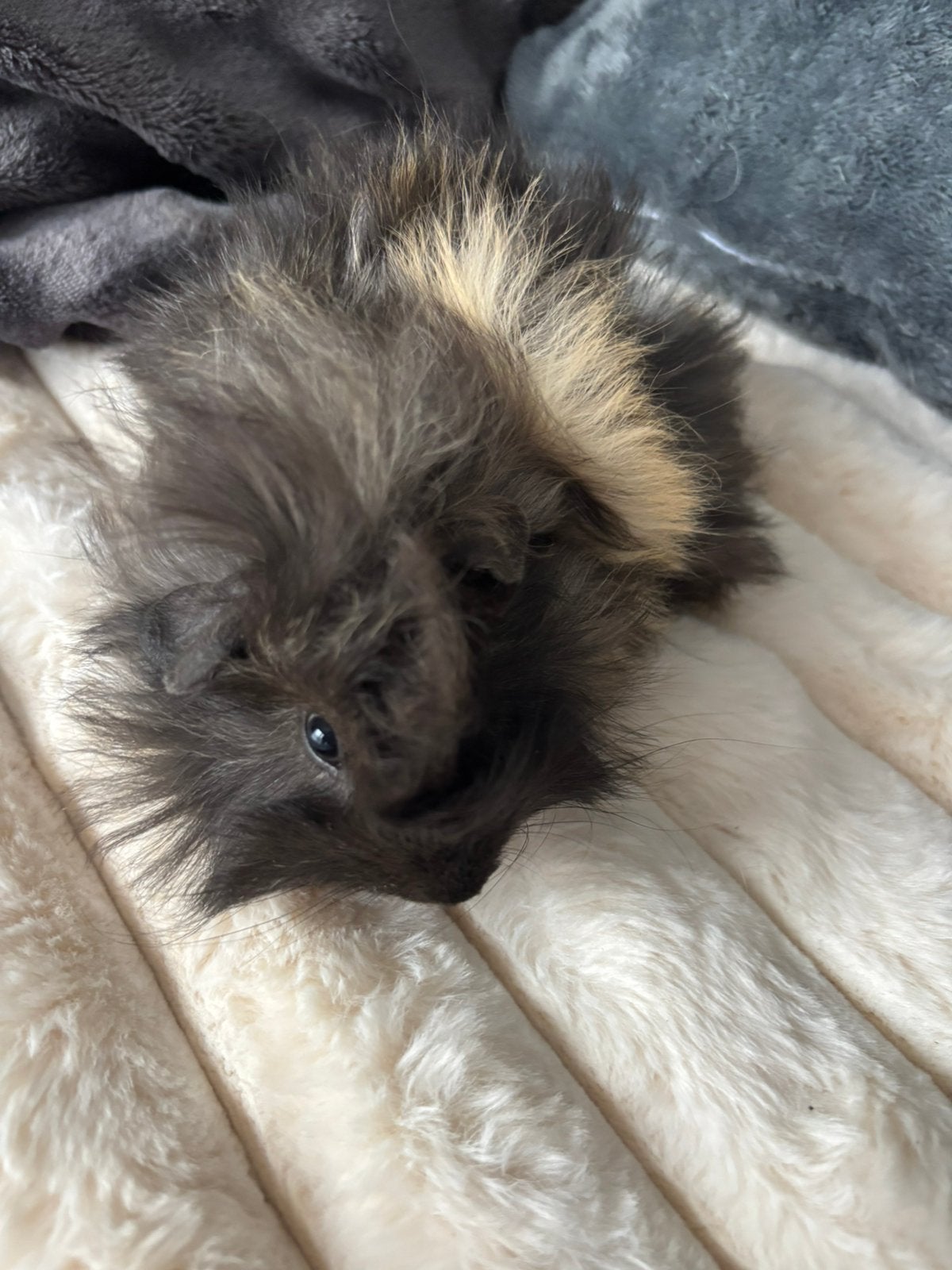 Mooie peruvian cavia beertje nog als laatste over €15 euro, September, Mannelijk, Cavia