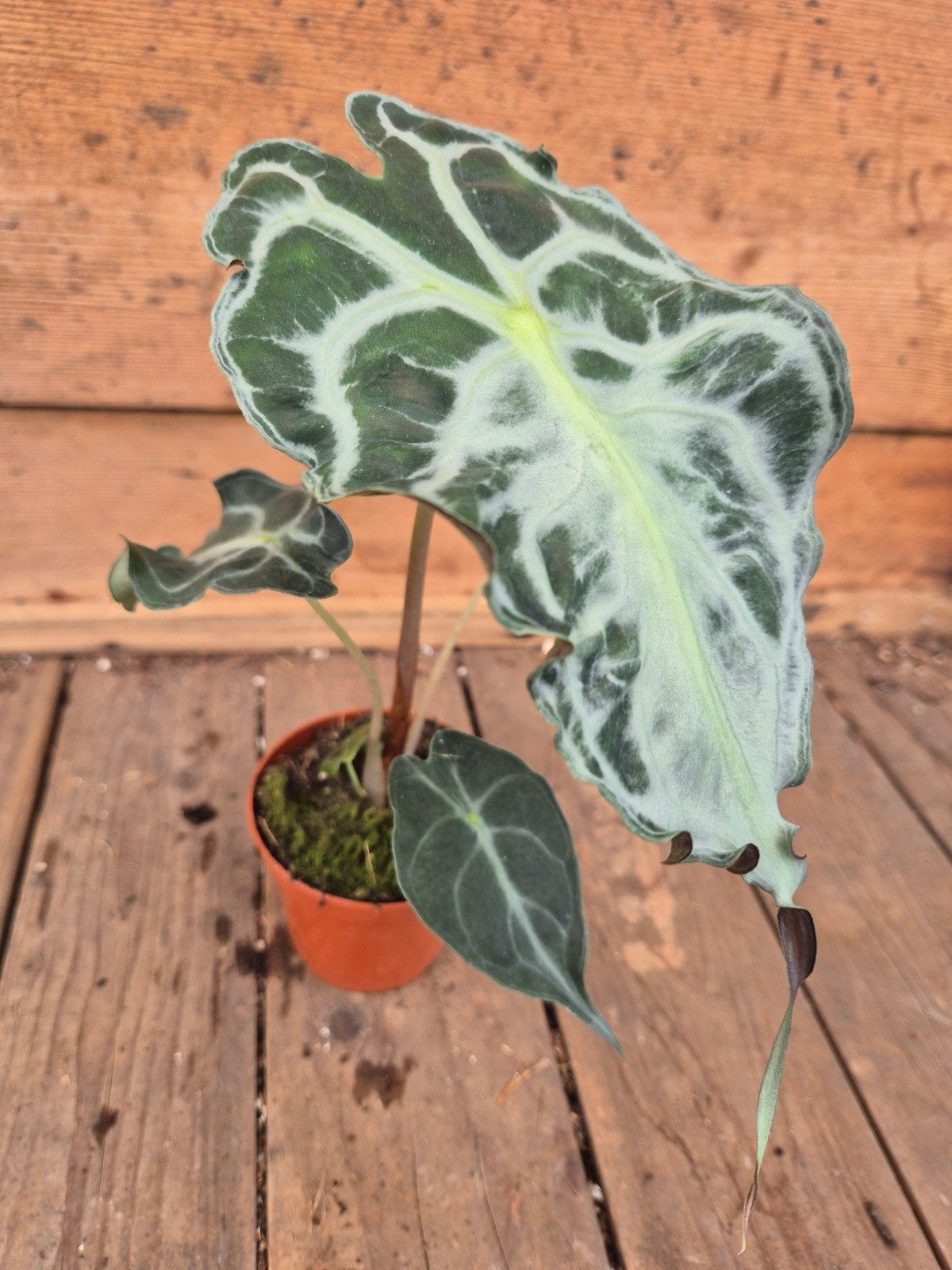 Alocasia Venom p8 (B)