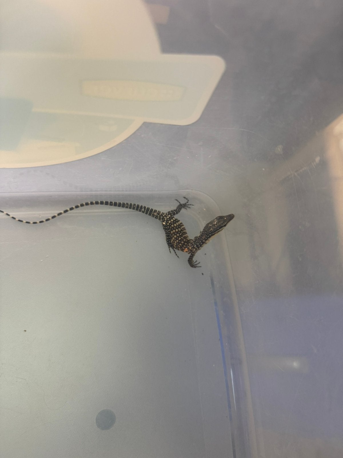 Varanus Glauerti Monitor Lizard photo 5