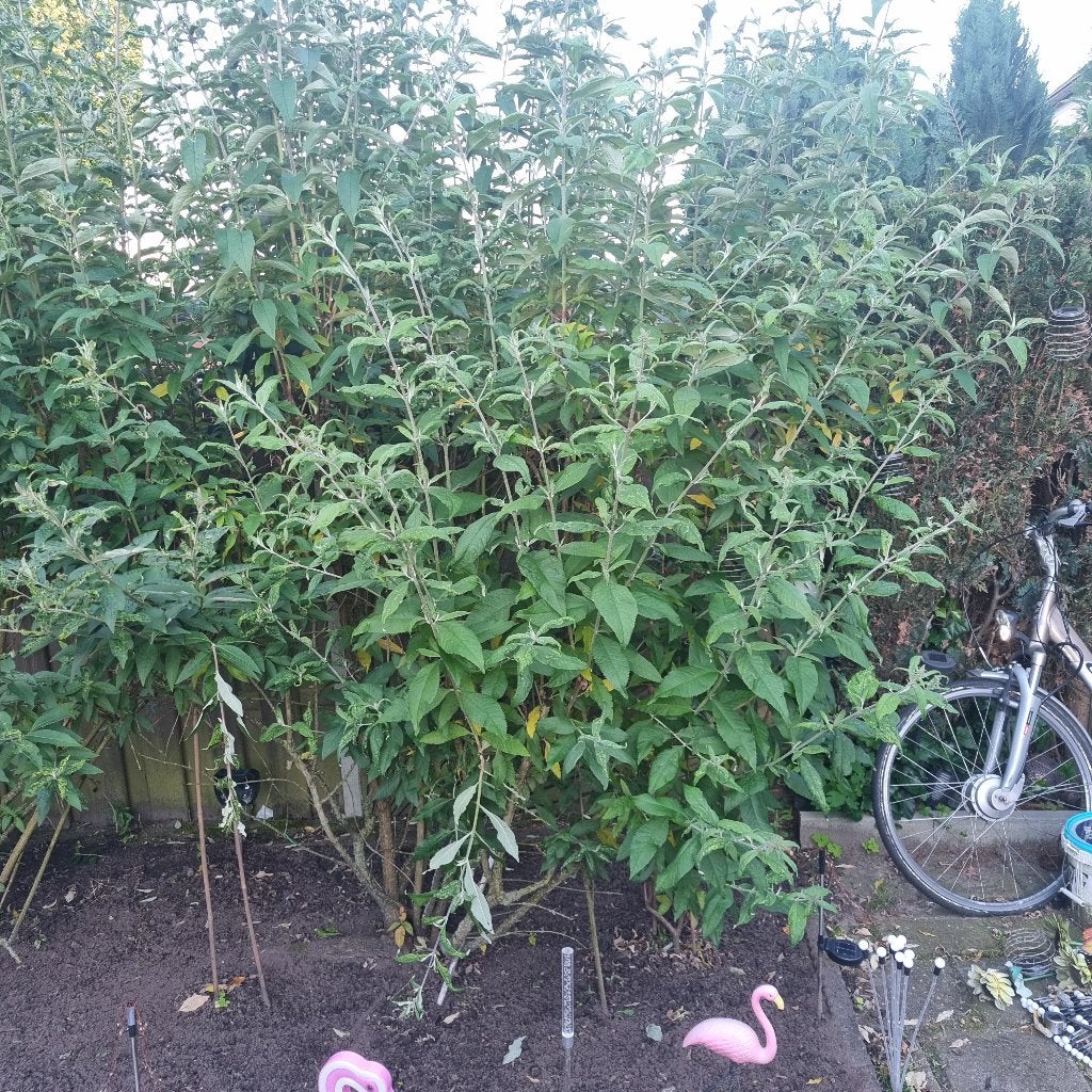 Vlinderstruik, Volle zon, Vaste plant, Zomer, Ophalen