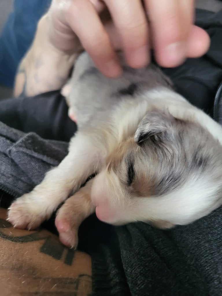 Australian shepherd pups geboren, Dieren en Toebehoren, 1 tot 2 jaar, Parvo, Meerdere, Meerdere dieren