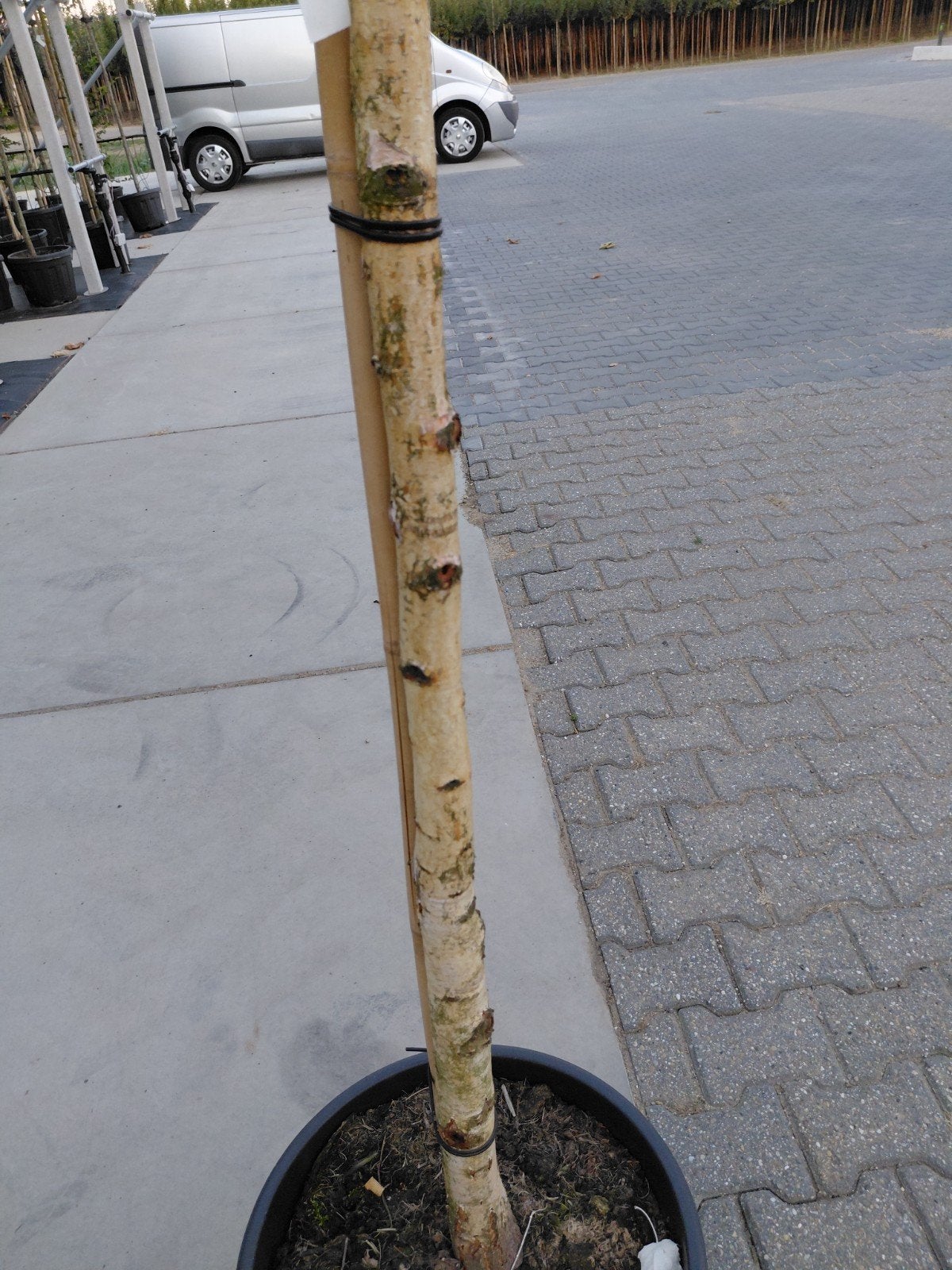 betula pendula (ruwe berk), Tuin en Terras, Bloeit niet, Overige soorten, 250 tot 400 cm, Ophalen