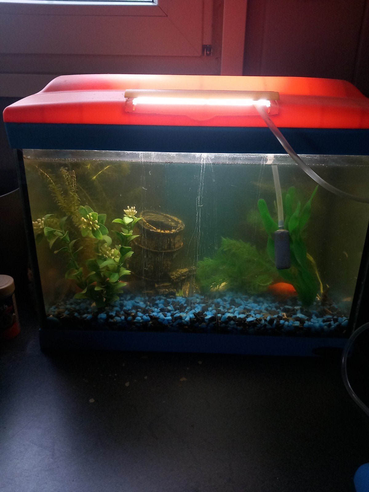 aquarium kompleet met 4 goudvissen., Vis
