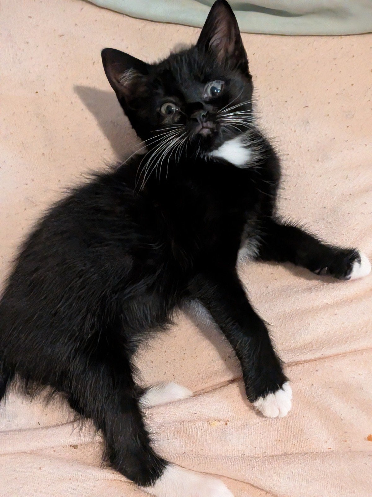 kittens