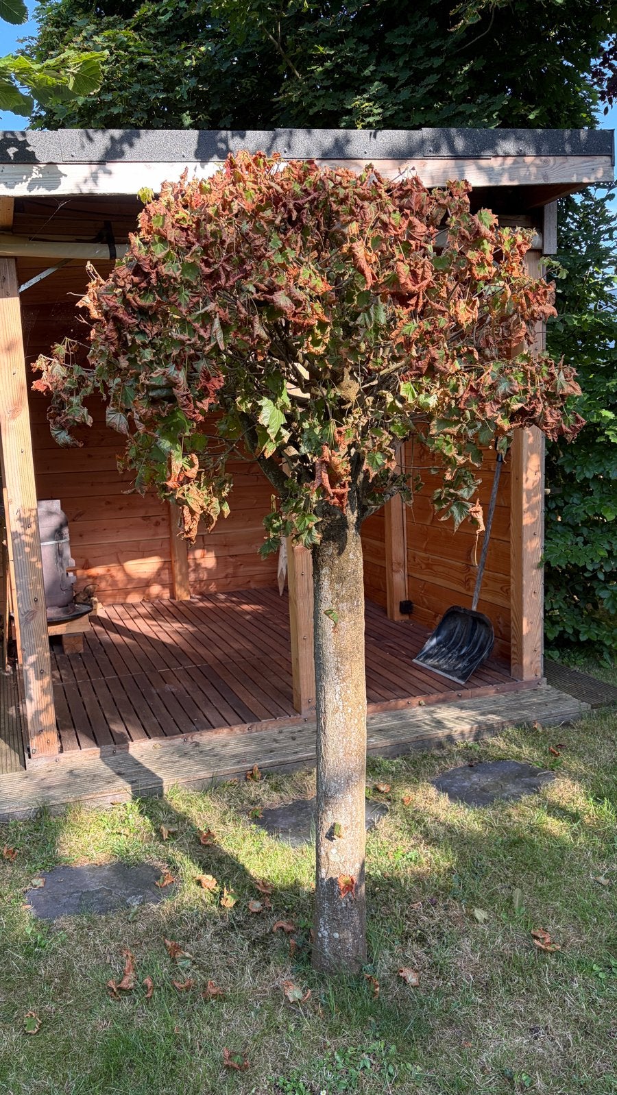 Gratis - Bolboom, Tuin en Terras, Planten | Bomen, Herfst, 100 tot 250 cm, Ophalen, Volle zon