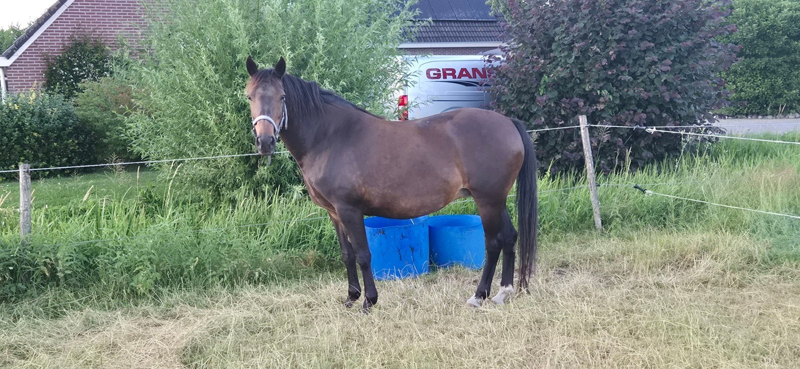 New Forest fokmerrie, Dieren en Toebehoren, Merrie, Met stamboom, Onbeleerd, 11 jaar of ouder