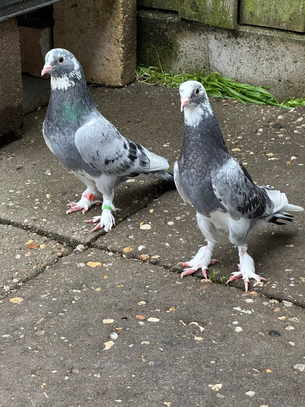 Takla, Dieren en Toebehoren
