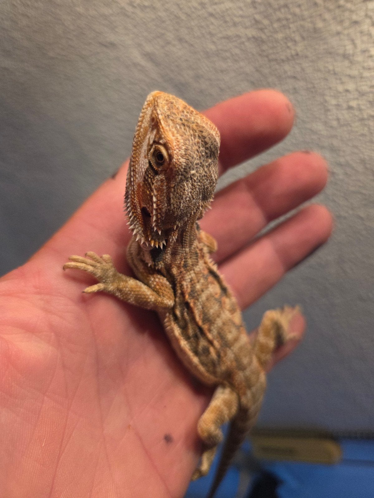 Baardagaam Pogona Vitticeps Red Orange Tiger Bearded Dragon photo 2