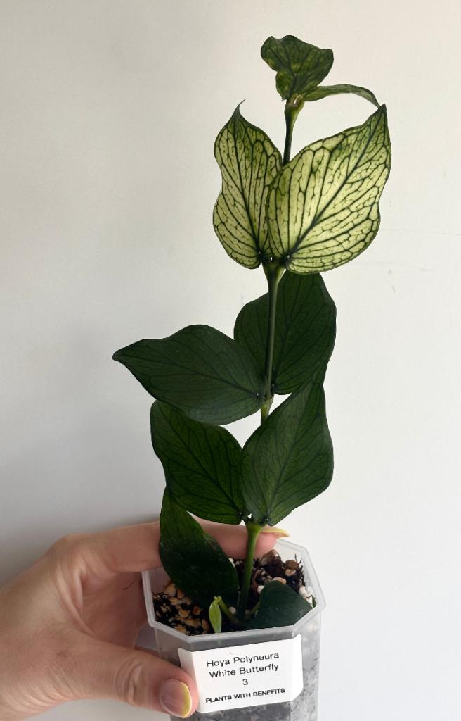 Hoya Polyneura White Butterfly 3, Ophalen of Verzenden, Halfschaduw, Minder dan 100 cm