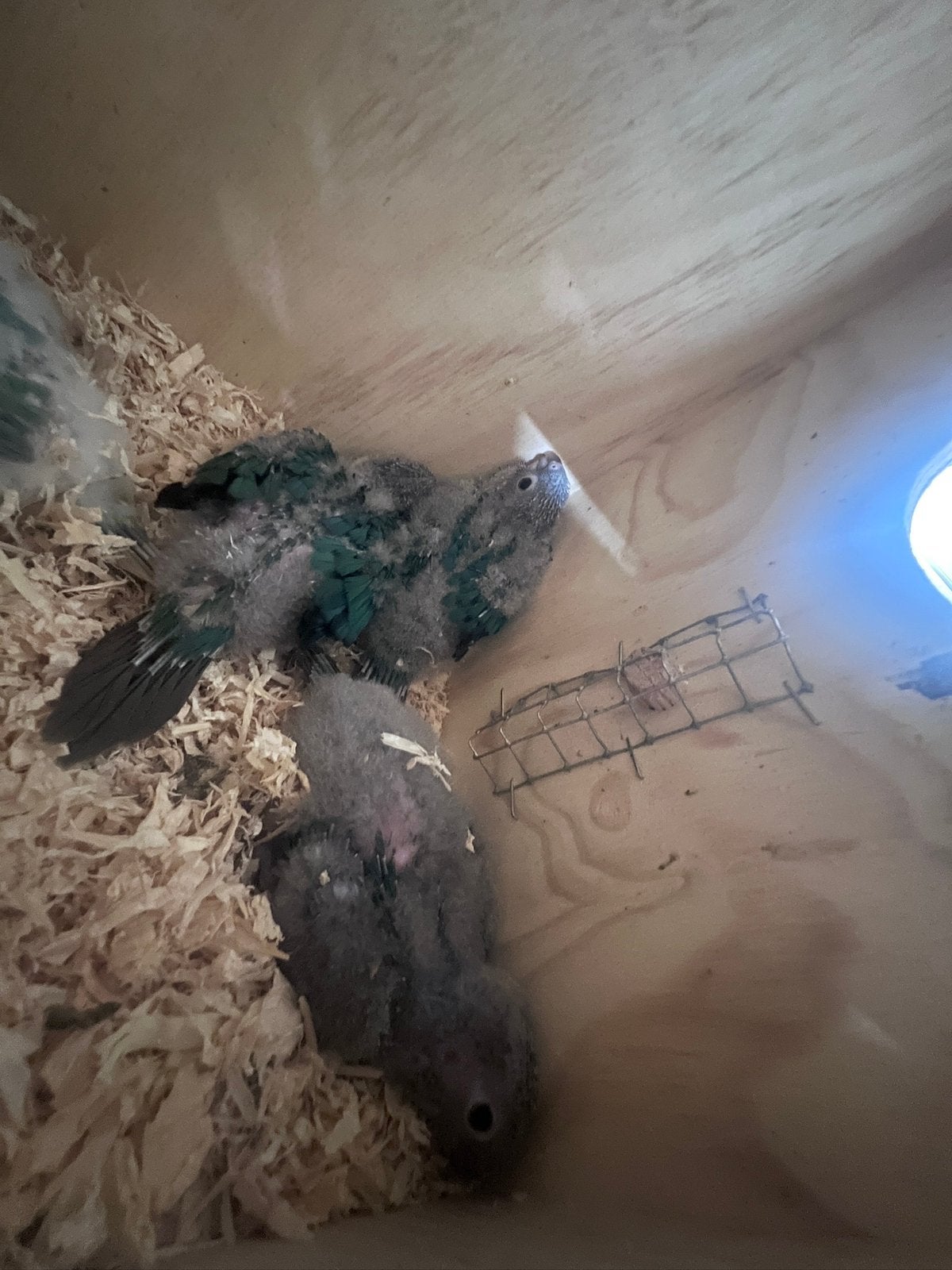 Pyrrhura Molinae Opaline Cinamon x Turquoise Dulit jongen, Meerdere dieren, Parkiet, Geringd