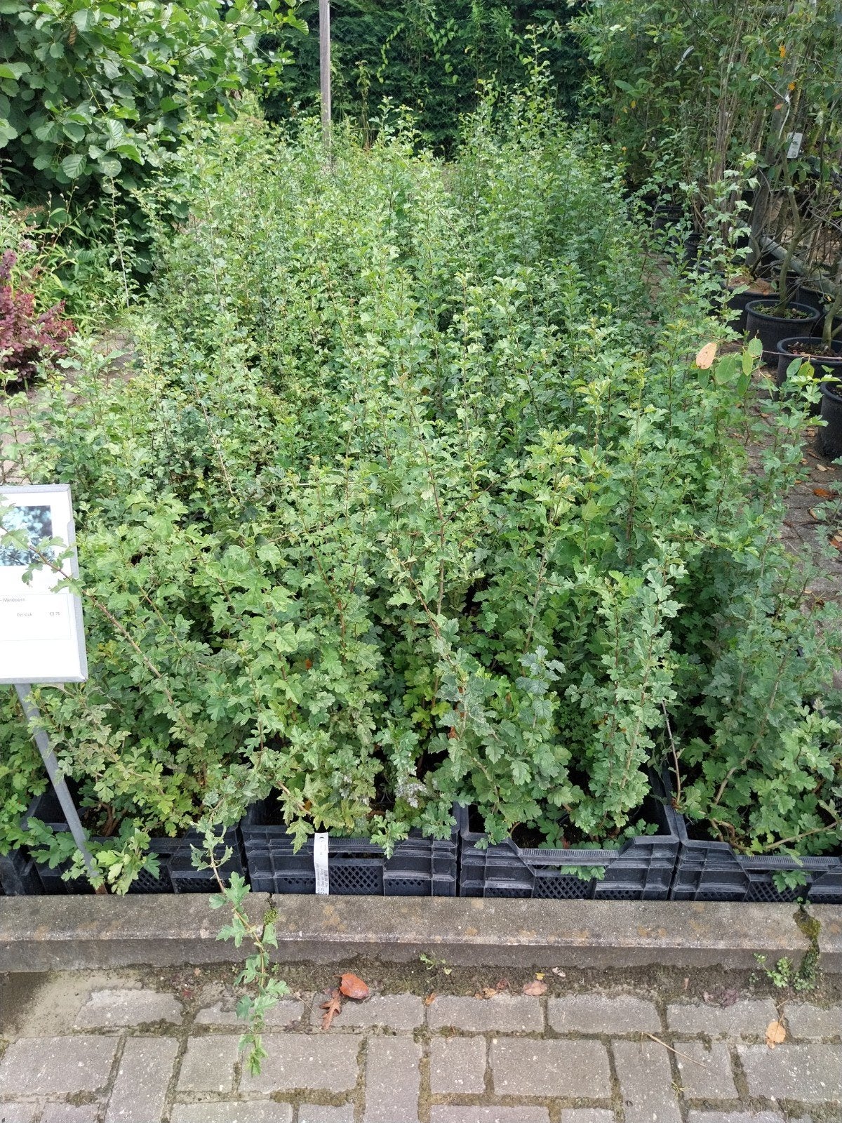 Meidoorn (Crataegus monogyna) - Haagplant of Solitair, Tuin en Terras, Planten | Tuinplanten, Volle zon, Vaste plant, Lente, Ophalen