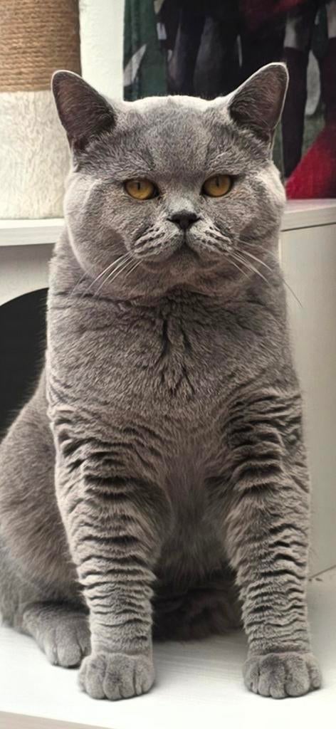Britse korthaar., Kater, Gechipt, 0 tot 2 jaar