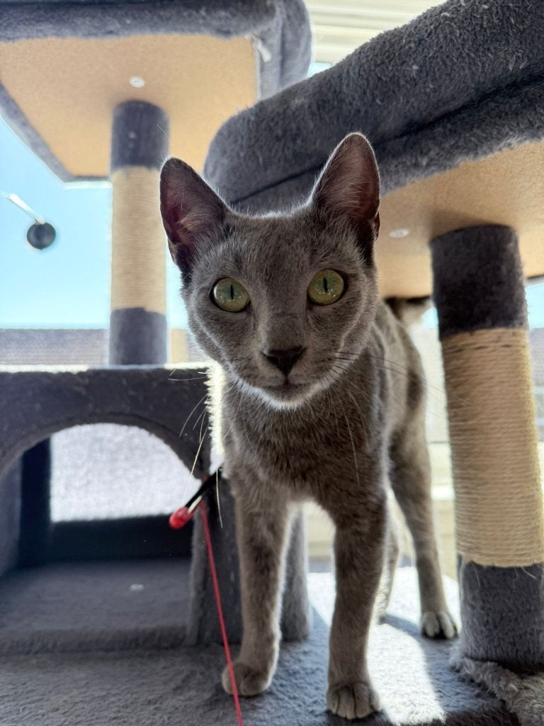 Cat for adoption: Alfie, Dieren en Toebehoren, Katten en Kittens | Overige Katten, Kater, Kortharig, 0 tot 2 jaar