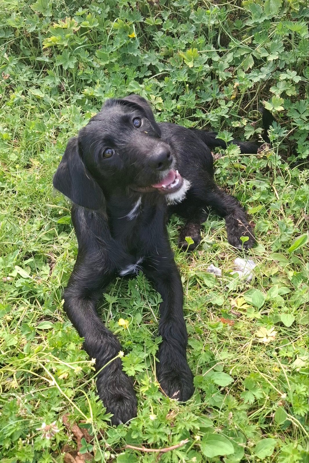 Leuk, super gezond doodle pupje (poedel x boerenfox), Dieren en Toebehoren, Honden | Chihuahua's en Gezelschapshonden, Parvo, 15 weken tot 1 jaar