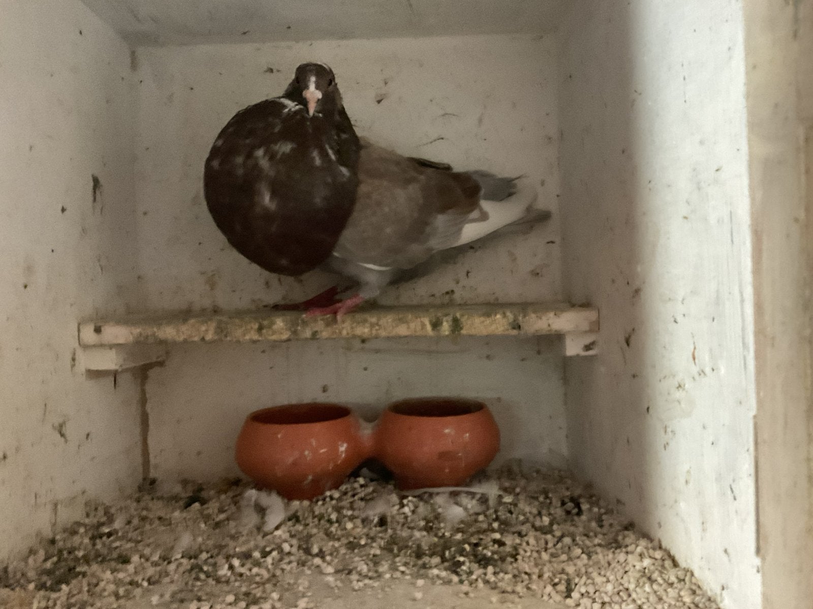 Rode. Jonge galitano doffer, Dieren en Toebehoren, Mannelijk