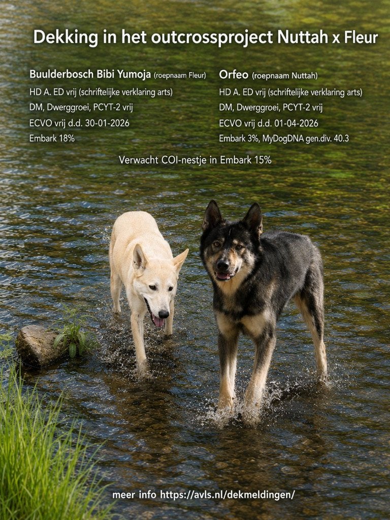 Saarlooswolfhond pups met stamboom AVLS, Dieren en Toebehoren, Overige rassen, CDV (hondenziekte), 8 tot 15 weken, Meerdere