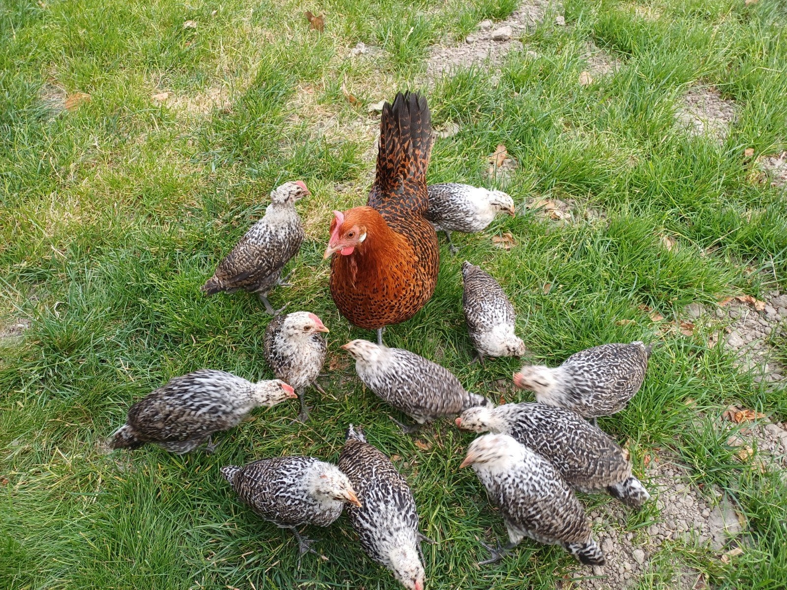 Jonge Friese hoender kuikens., Dieren en Toebehoren, Meerdere dieren, Kip