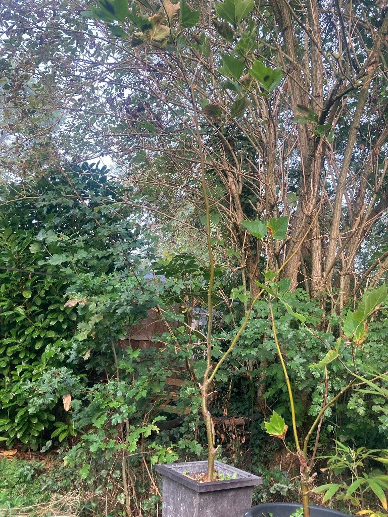 Plataan in pot 220cm hoog, Bloeit niet, Overige soorten, 100 tot 250 cm, Ophalen