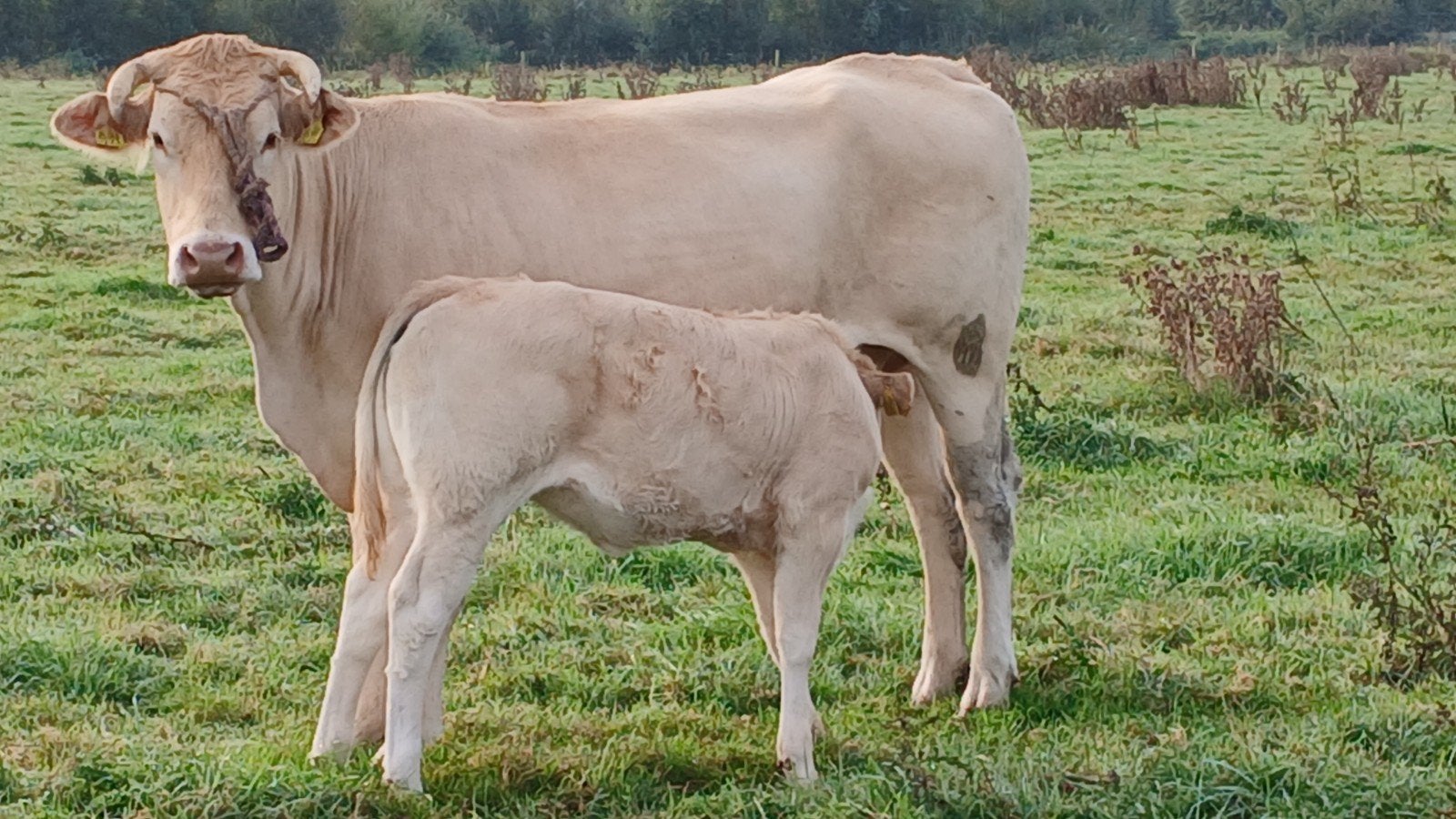 blonde koe met vaarskalf, Dieren en Toebehoren, Vrouwelijk
