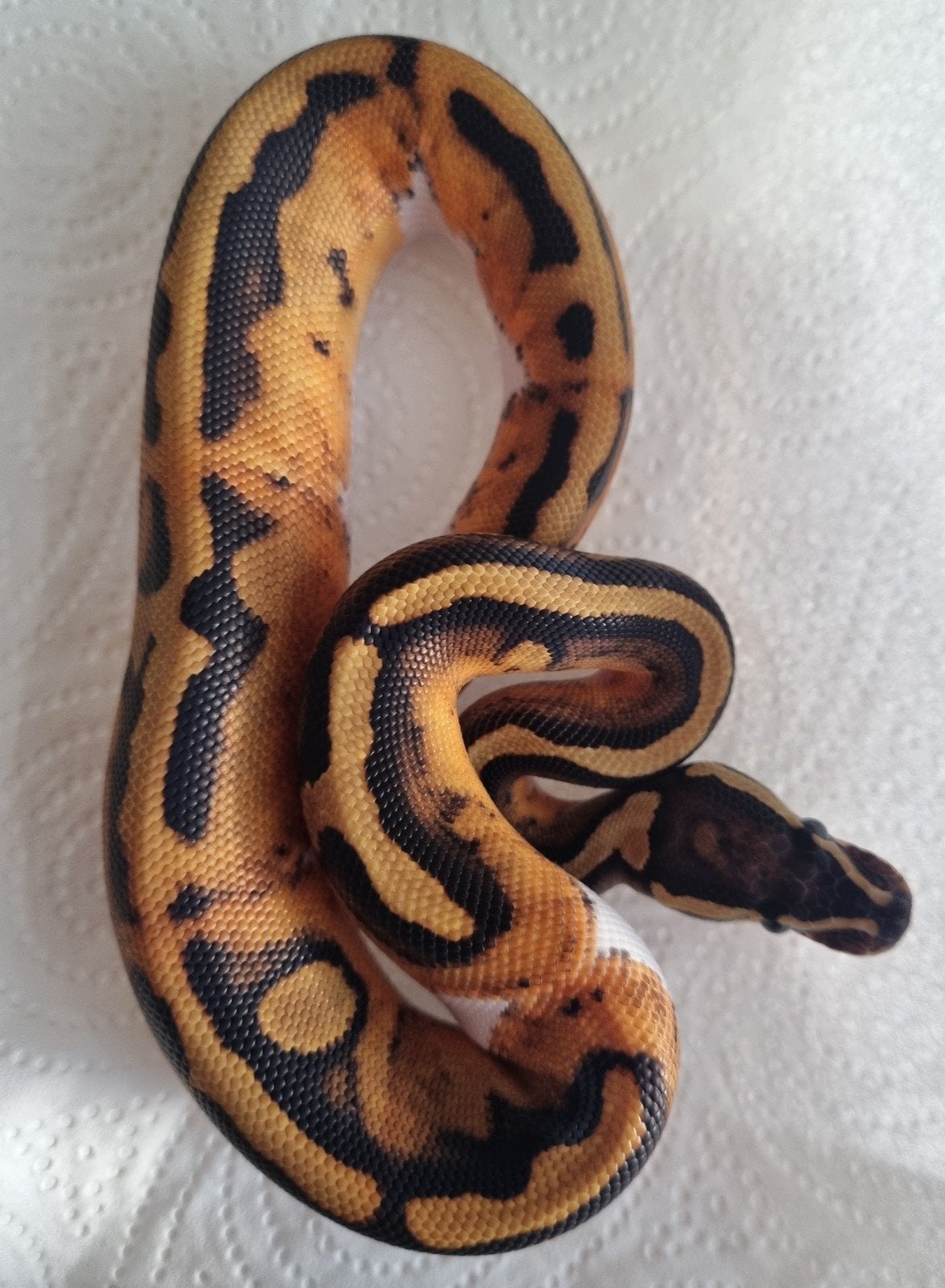 1.0 (blackhead) piebald 100% het lavender albino Ball Python - male for sale from Rocking Reptiles