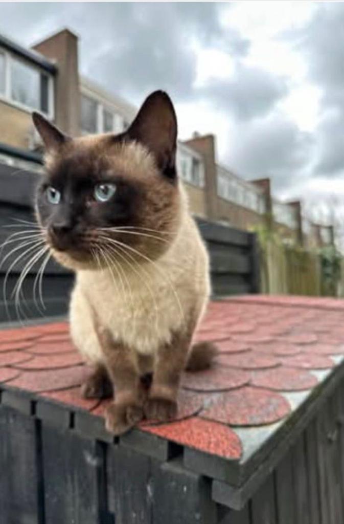 Siamese kater te koop, Dieren en Toebehoren, Katten en Kittens | Raskatten | Korthaar, Kater, Ontwormd