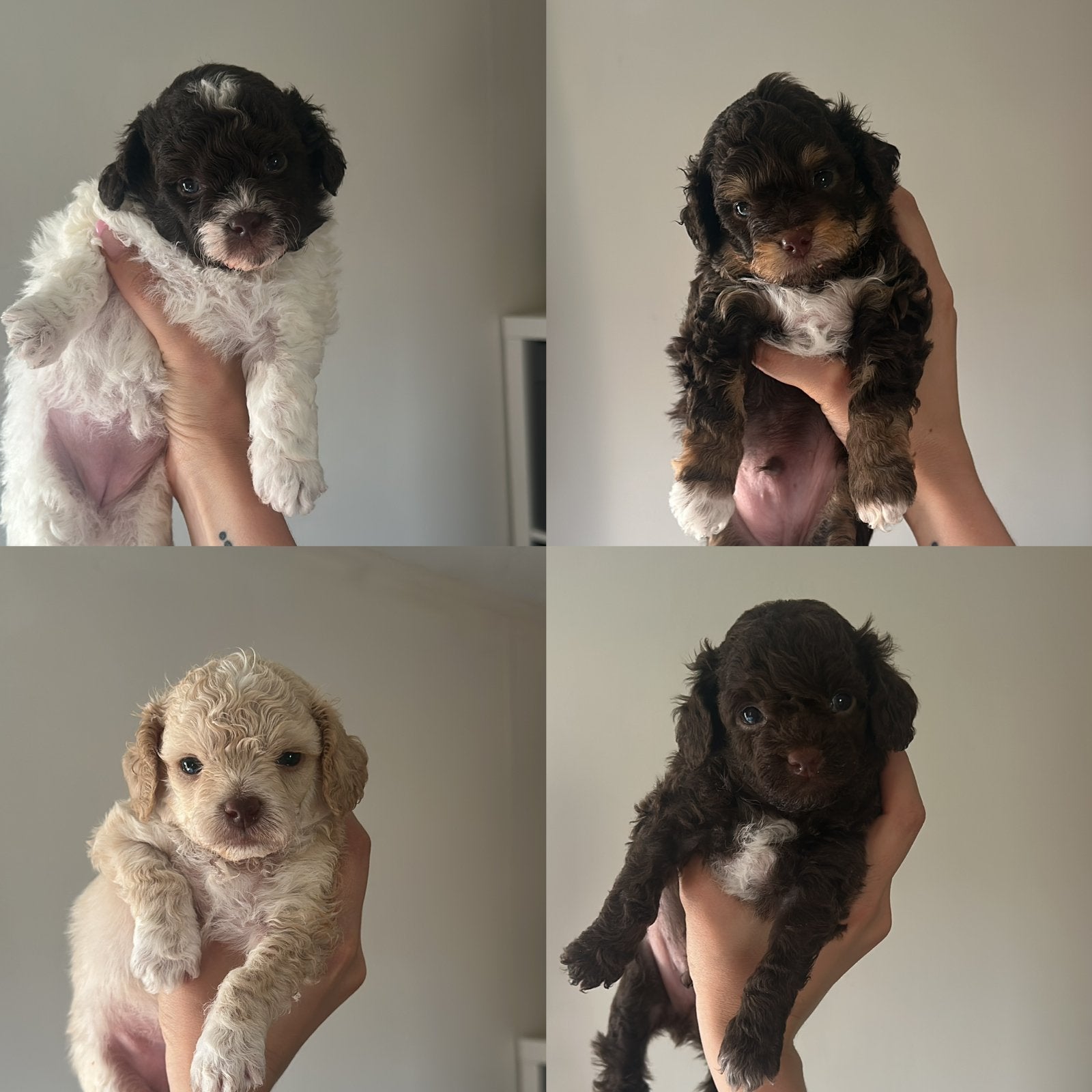 Raszuivere toy poedel pups, Dieren en Toebehoren, Poedel, 8 tot 15 weken, Meerdere, Meerdere dieren