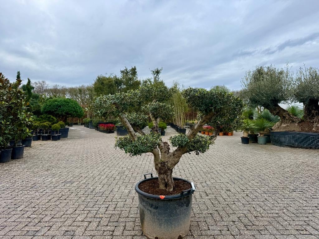 Olijfboom - Olea europaea pon pon te koop bij Palmexpert, Tuin en Terras, Planten | Bomen, Olijfboom, 100 tot 250 cm, Volle zon