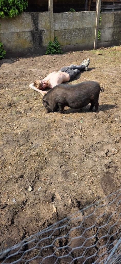 2 hangbuikvarkentjes zoeken dringend nieuwe thuis, Dieren en Toebehoren, Schapen, Geiten en Varkens, Mannelijk, Varken, 0 tot 2 jaar