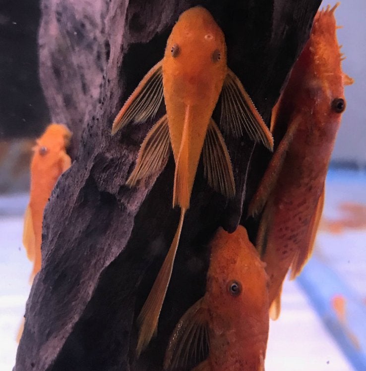 Super red longfin ancistrus, Dieren en Toebehoren, Vissen | Aquariumvissen, Vis