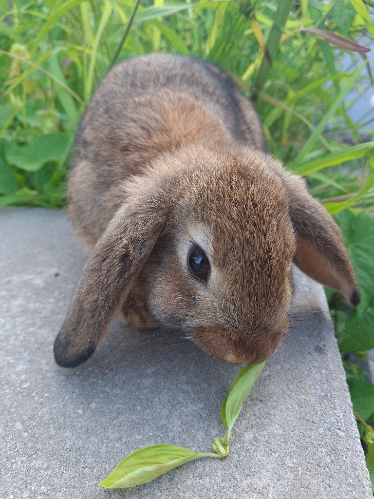 Mooi wildkleur voedster, Dieren en Toebehoren, Konijnen, Vrouwelijk, Middelgroot, Hangoor, 0 tot 2 jaar