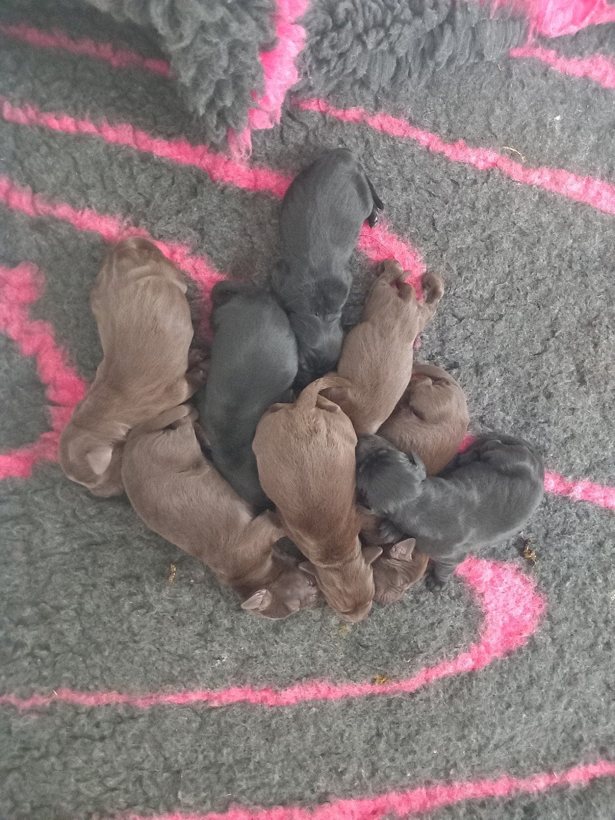 Flatcoated retriever x labrador pups, Parvo, Overige rassen, 8 tot 15 weken, Teef
