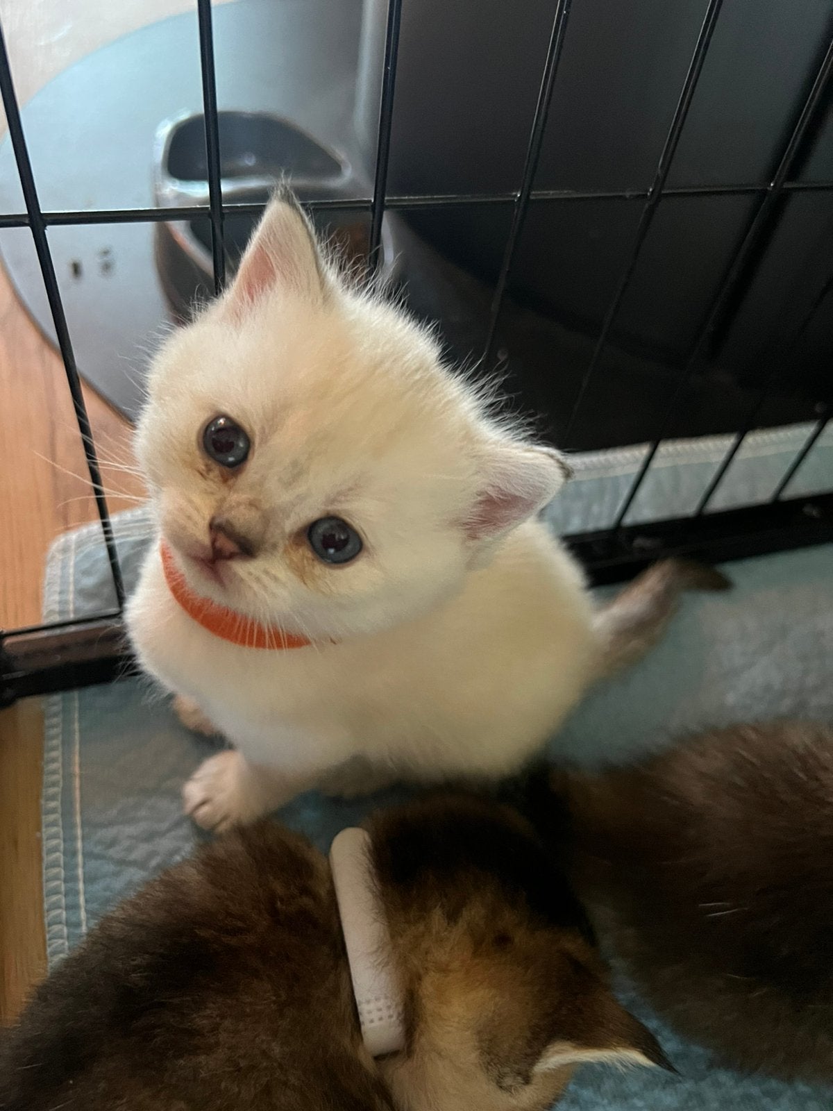 Brits Korthaar kitten poesje te koop, Dieren en Toebehoren, Katten en Kittens | Raskatten | Langhaar, Meerdere dieren, Ontwormd
