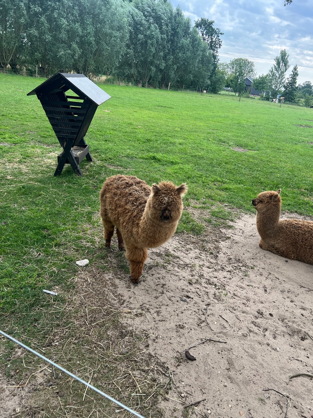 Alpaca hengst, Dieren en Toebehoren, September, Mannelijk