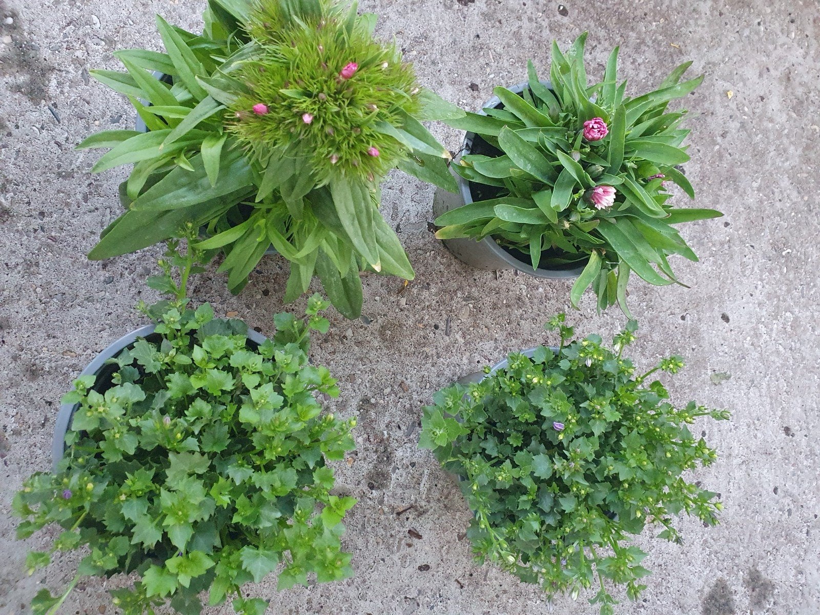 Diverse perkplanten voor tuin en balkon, Tuin en Terras, Planten | Tuinplanten, Ophalen of Verzenden