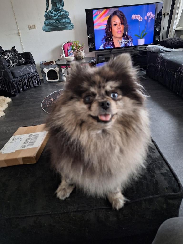Vermist in Zaandam grijs merle teefje wie heeft haar gezien, Diensten en Vakmensen