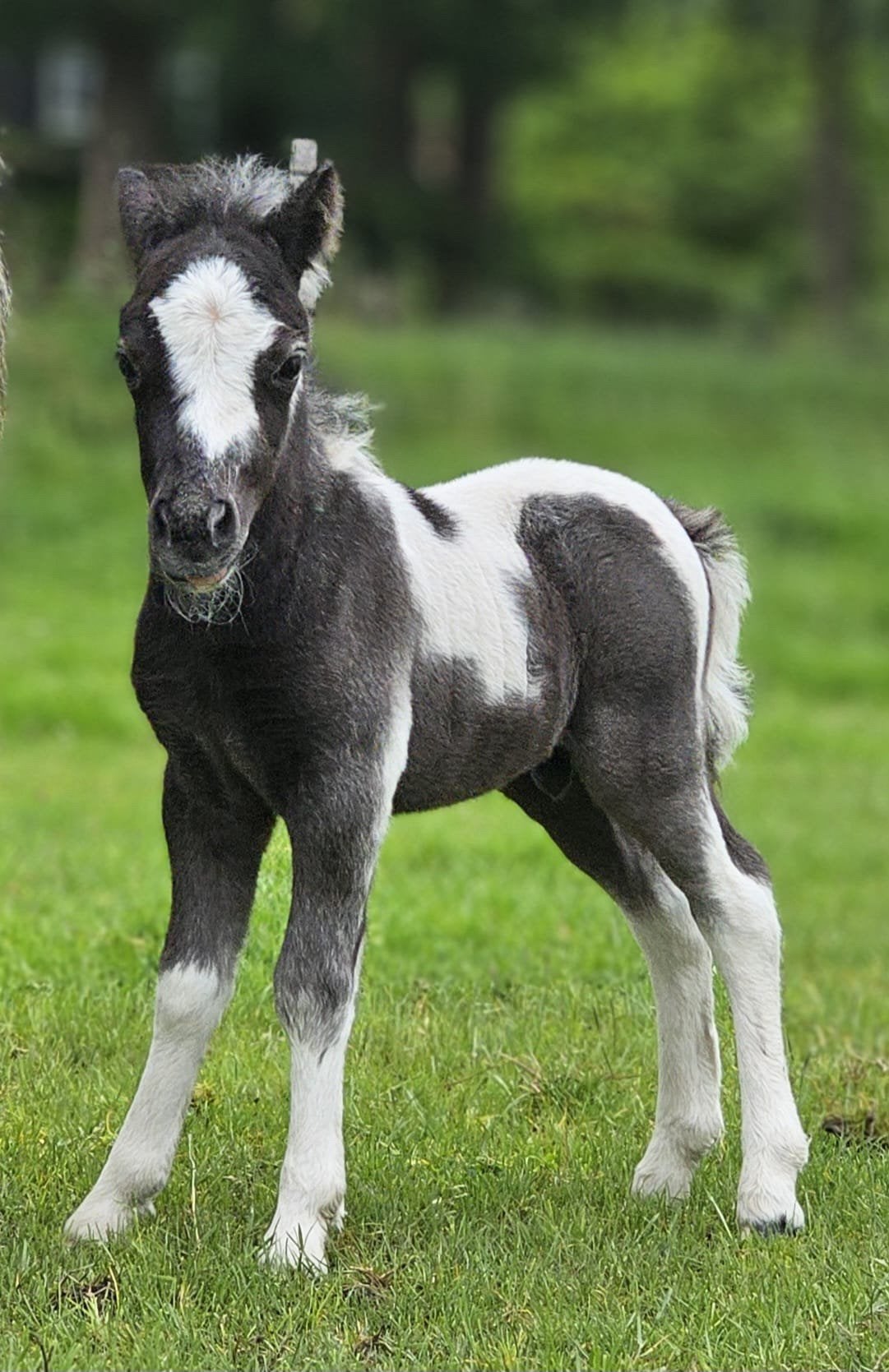 Prachtig hengstveulen te koop, Dieren en Toebehoren, Pony's, Merrie, Niet van toepassing, A pony (tot 1.17m), 0 tot 2 jaar