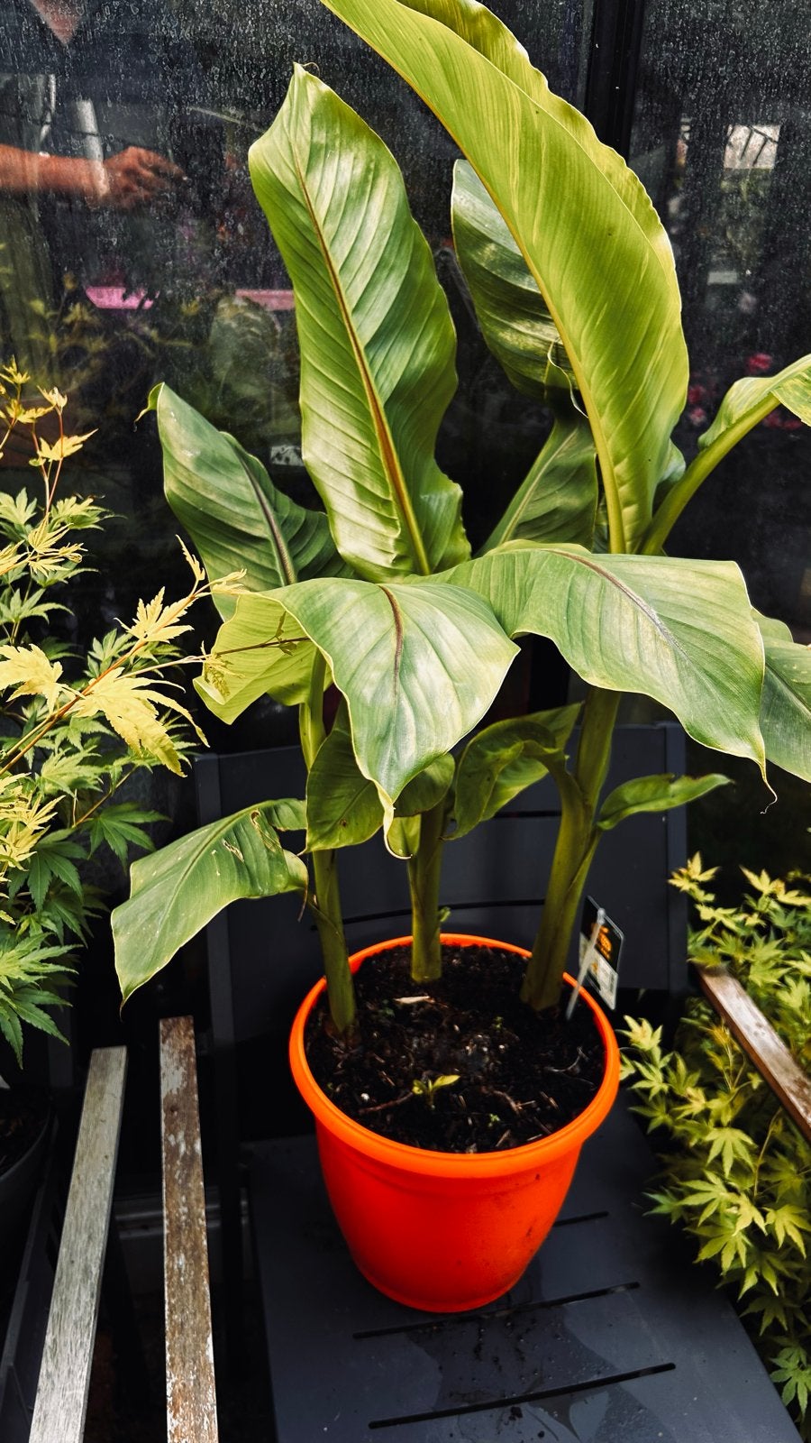 Musa Basjoo - Winterharde Bananenplant, Volle zon, Vaste plant, Bloeit niet, Ophalen