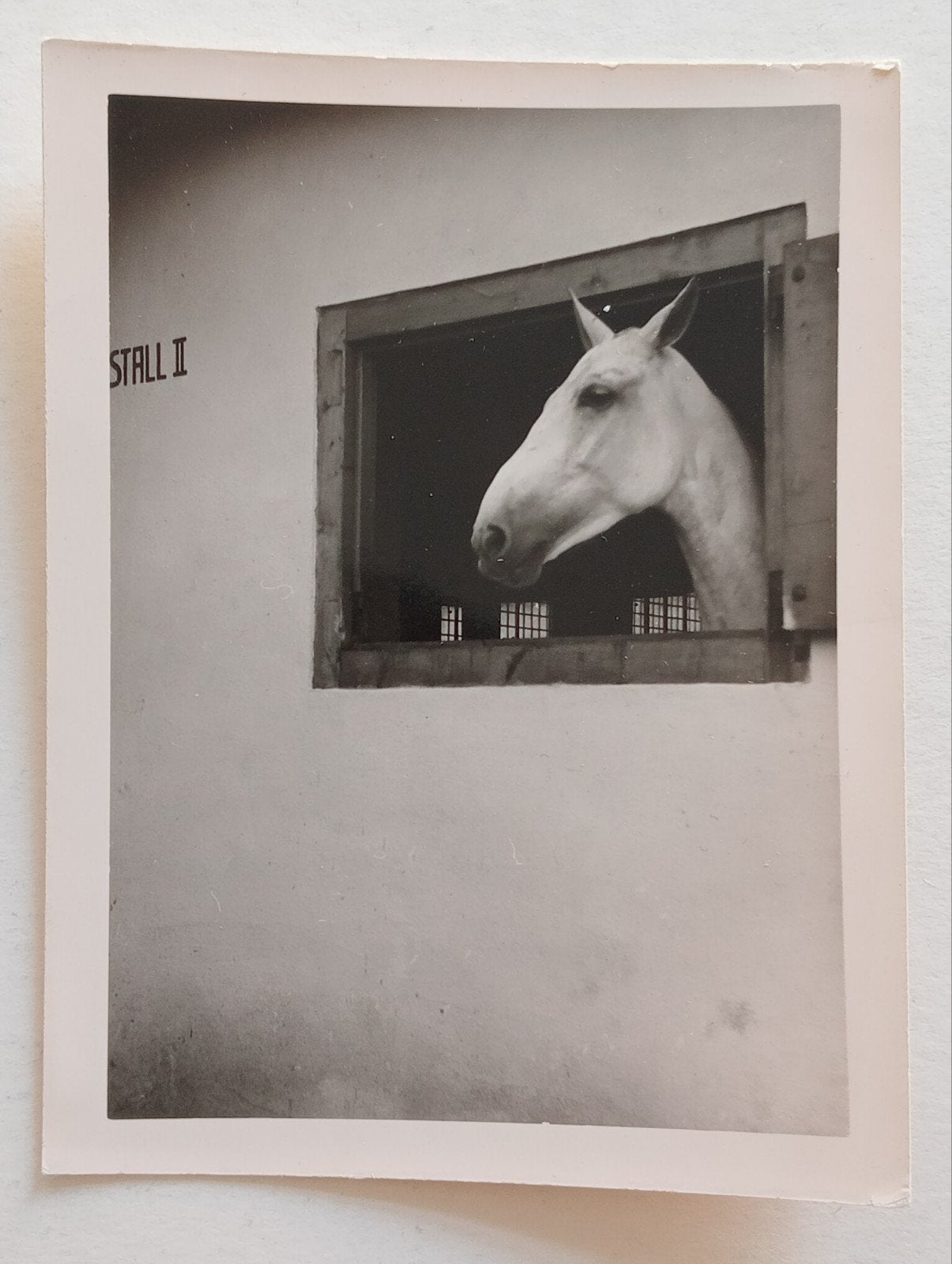 Paard op stal jaren 30-60, Verzamelen, Ophalen of Verzenden, Voor 1940, Gebruikt, Dier