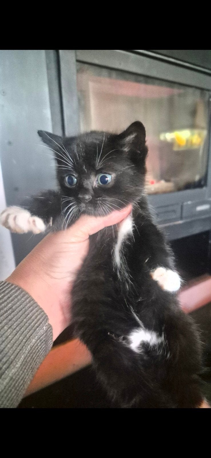 2 lieve kittens te koop, Meerdere dieren
