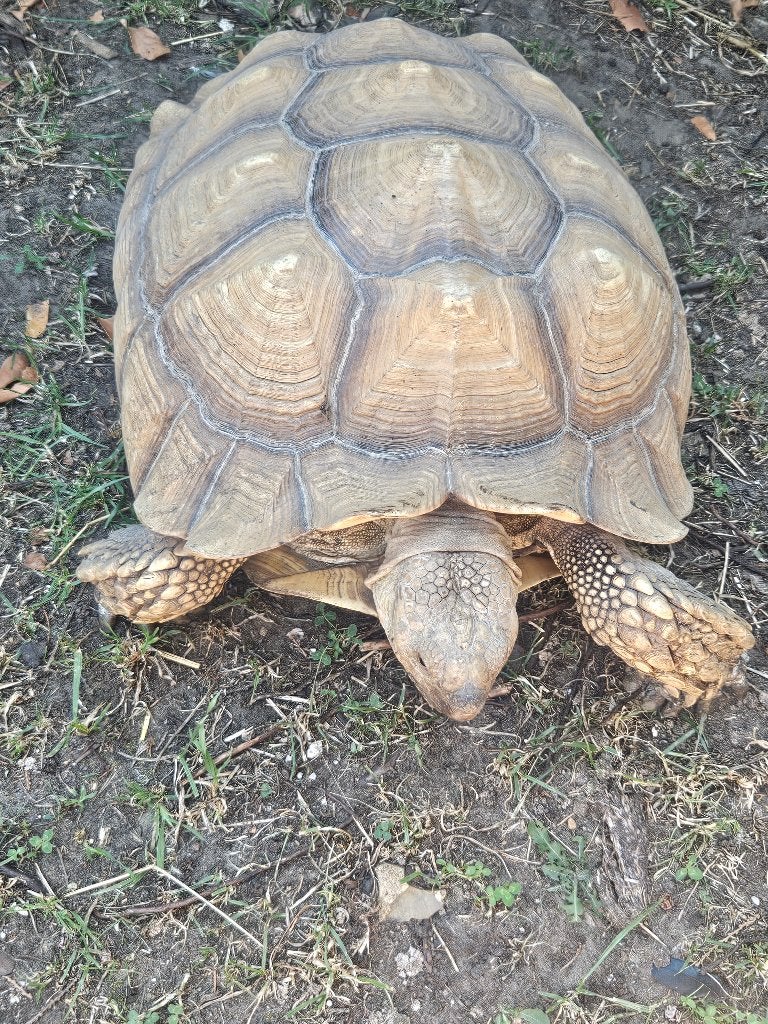 femelle torture sulcata reproducteur 17Ans, Schildpad, 11 jaar of ouder