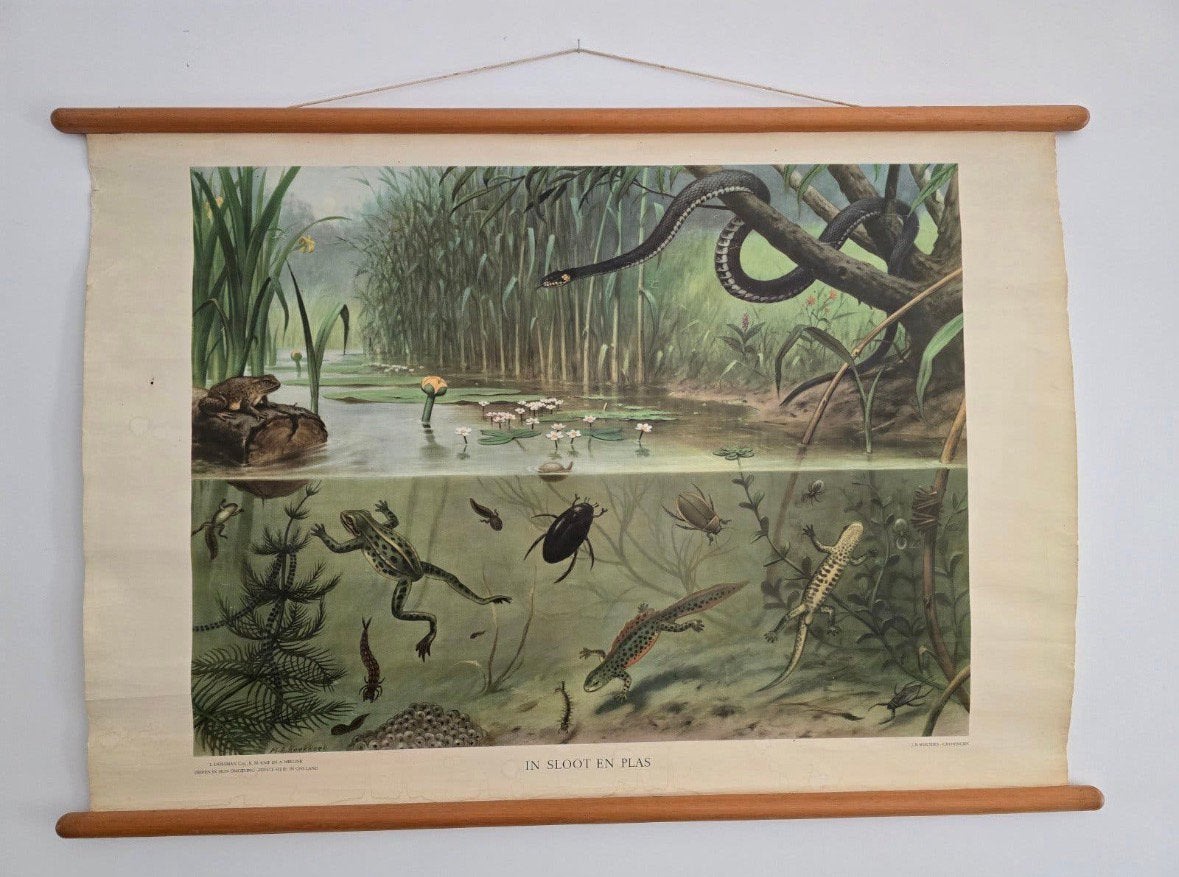 Gezocht sloot en plas schoolplaat, Antiek en Kunst, Ophalen of Verzenden, Natuur en Biologie