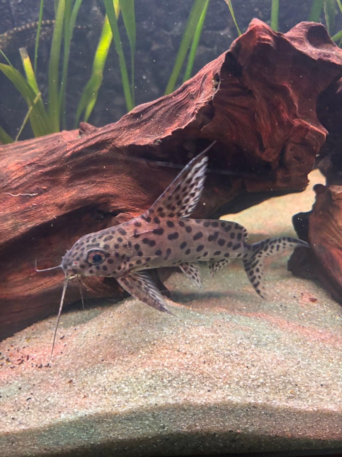 Synodontis meerval, Vis