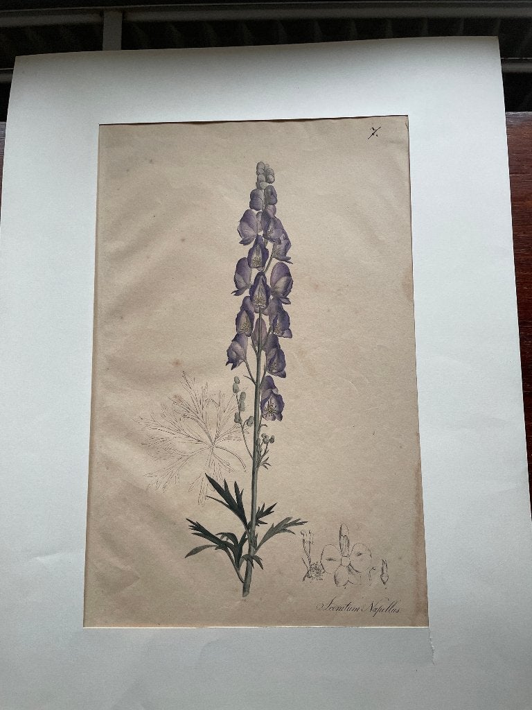 Nees von Esenbeck Aconitum napellus Monnikskap 1828 Duits, Met passe-partout, Ophalen of Verzenden, Dieren en Natuur, Lithografie